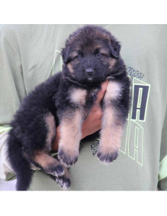 Double coat german clearance shepherd puppy price