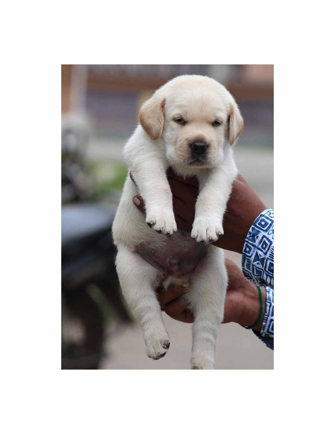 labrador puppy price in rupees