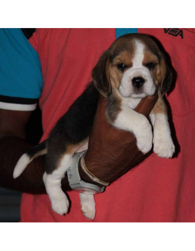 beagle puppies available