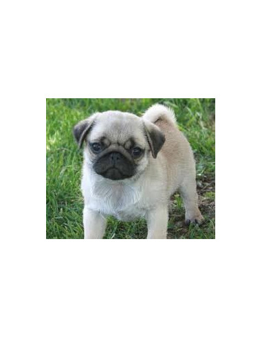 pug for sale low price