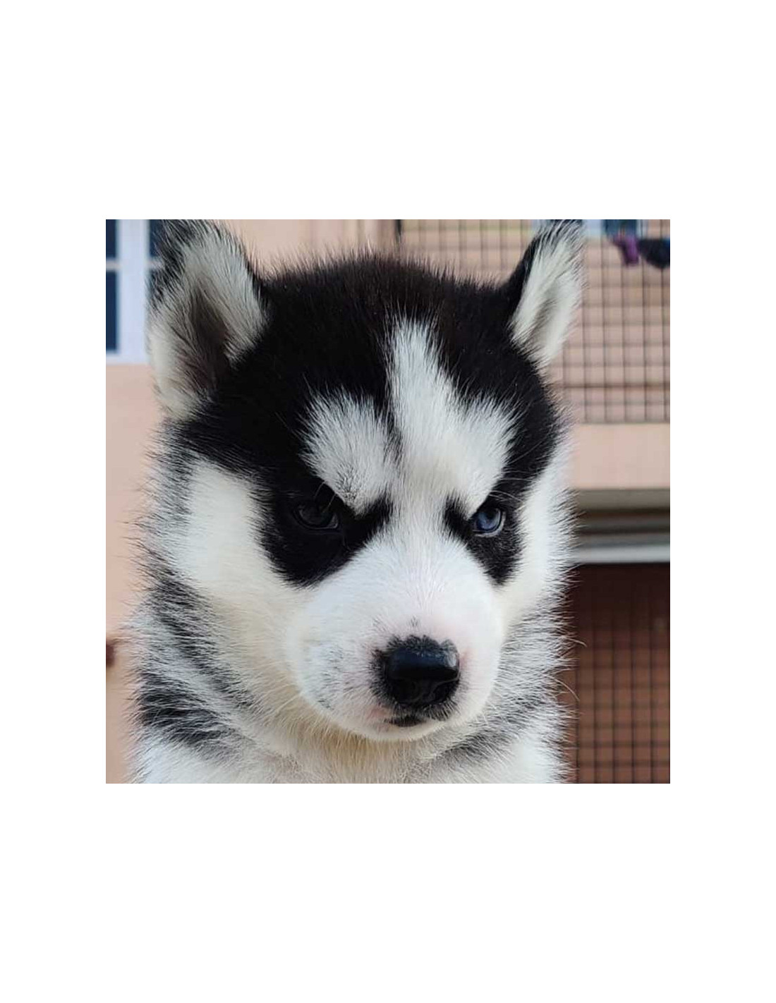 white siberian husky puppy with blue eyes