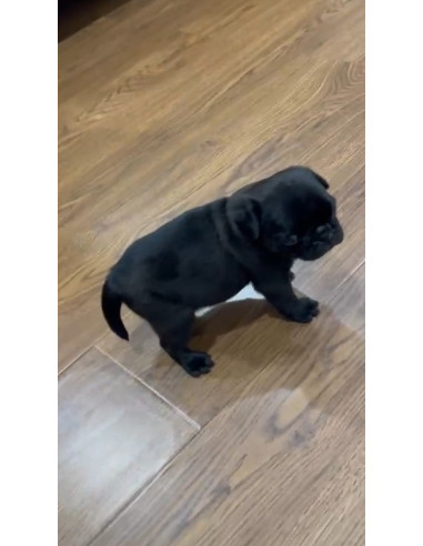 Pug black 2024 dog price