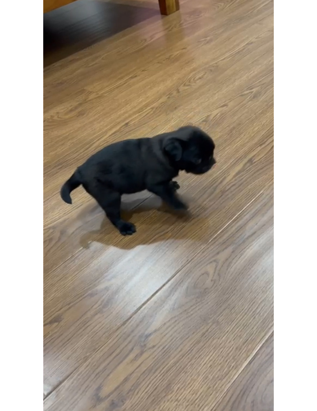 Pug Puppy Black Color For Sale