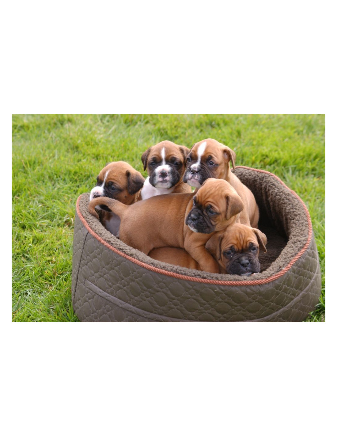 boxer dog price in indian rupees