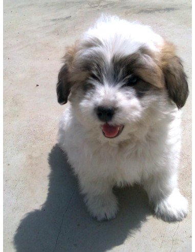 lhasa apso puppy price