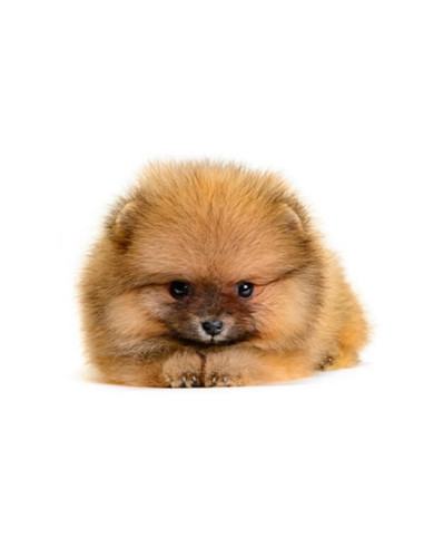 Mini Pomeranian Puppies For Sale With Best Price In India Gender Male