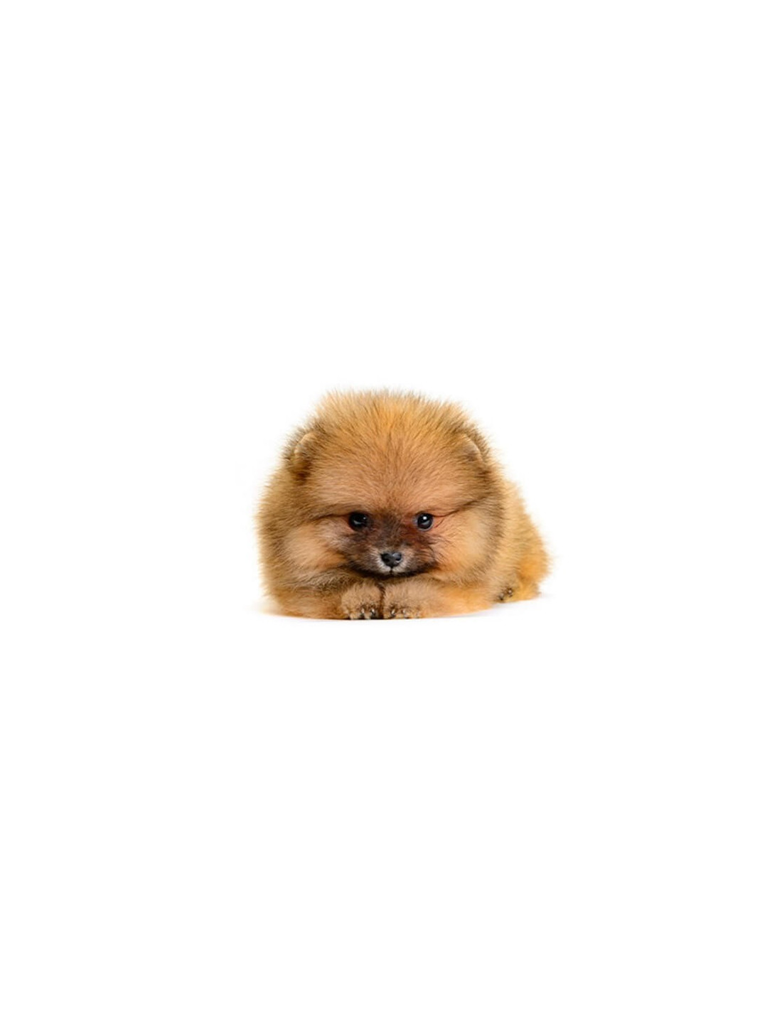 Mini Pomeranian Puppies For Sale with 