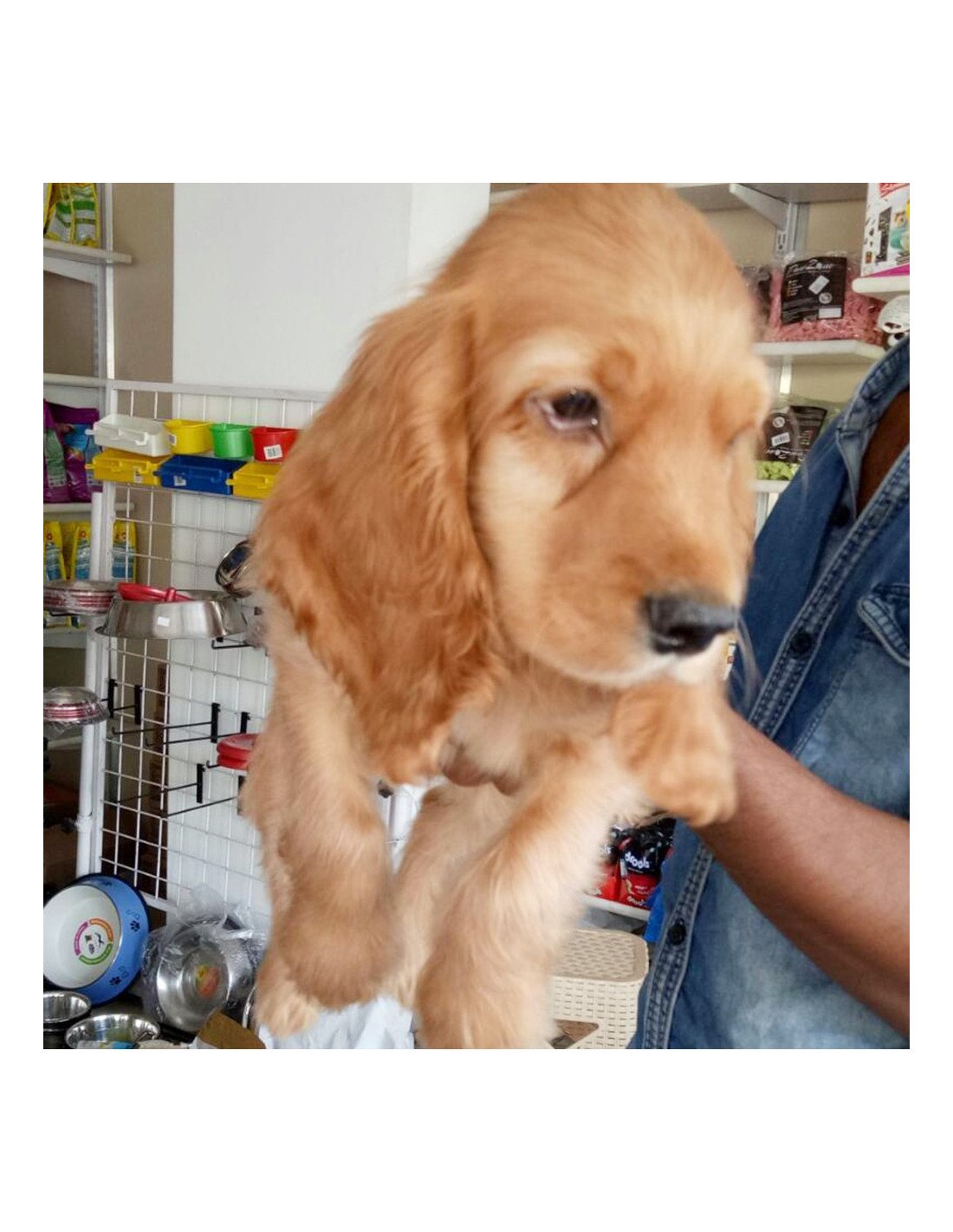 cocker spaniel puppies for sale