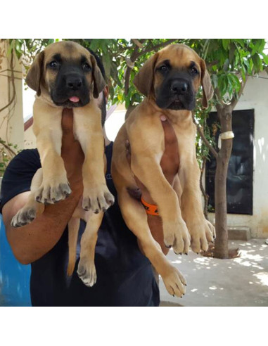 boxer dog price in indian rupees