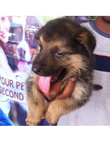 German Shepherd Puppies For Sale Gender Female