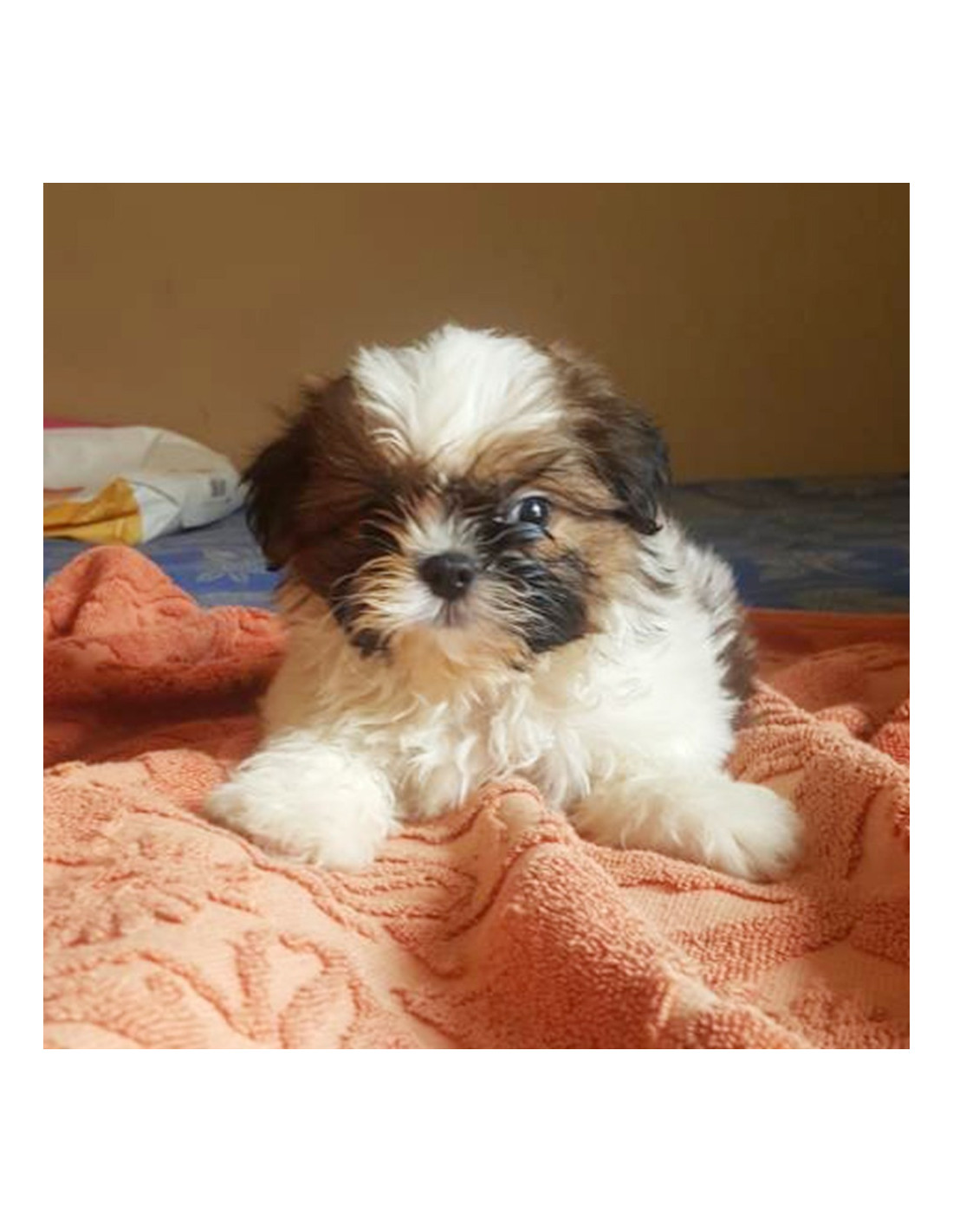 cute puppies for sale