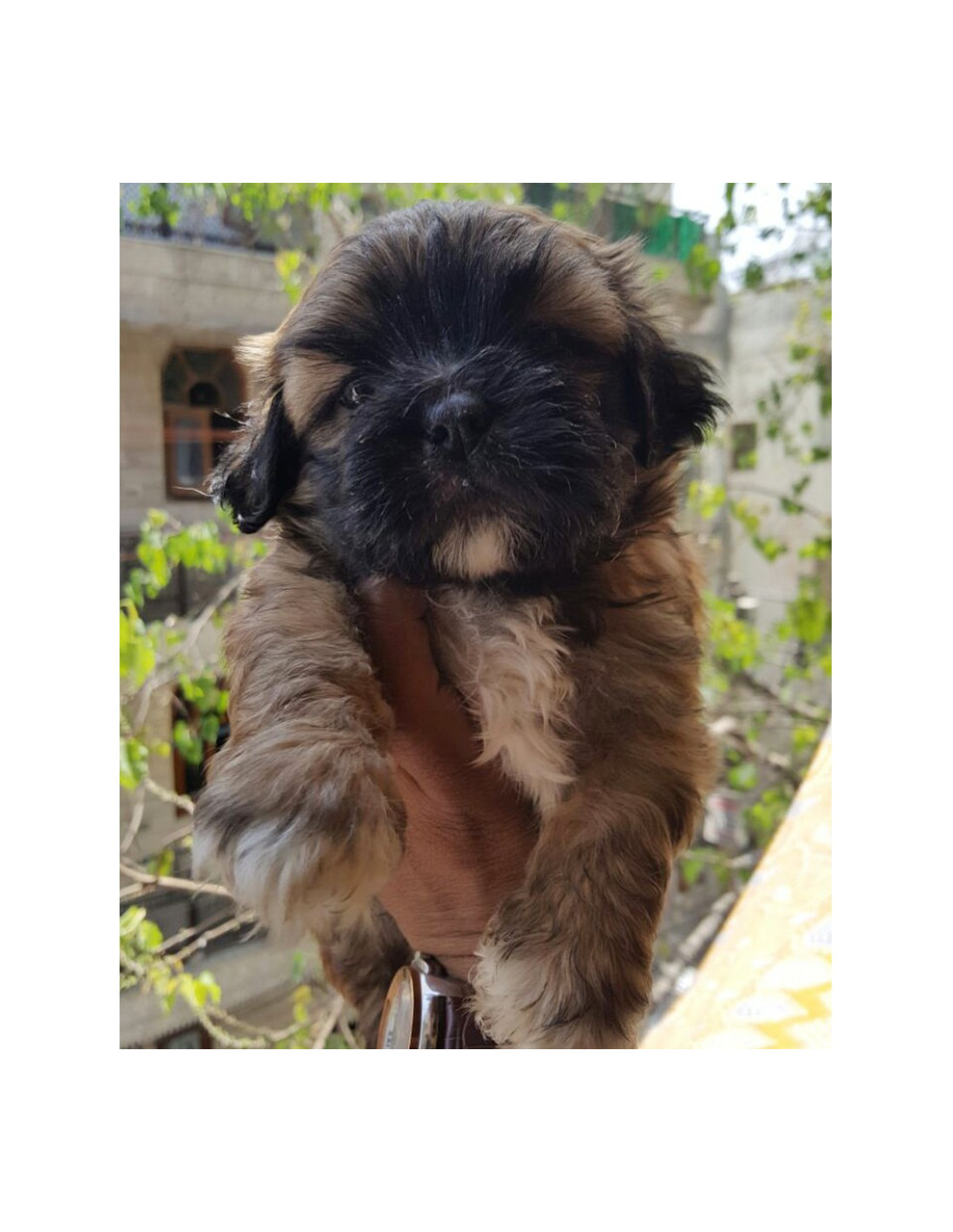 Lhasa Apso Puppies For Sale Gender Female
