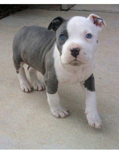 pitbull dog puppy