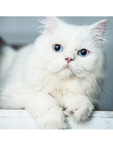 persian longhair cat price