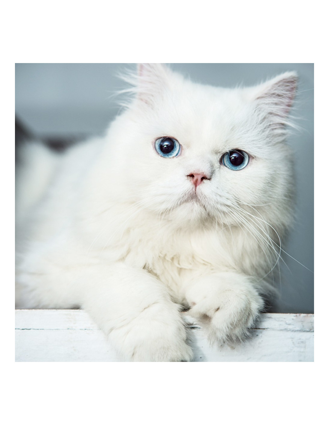 persian cat online purchase