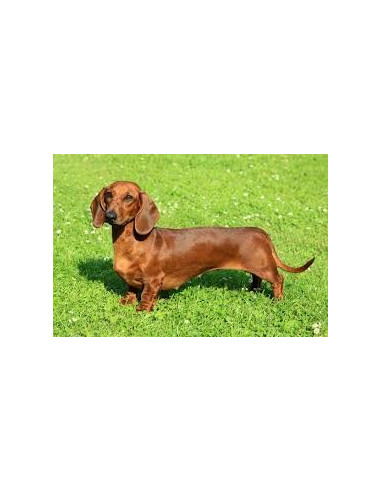dachshund puppy price
