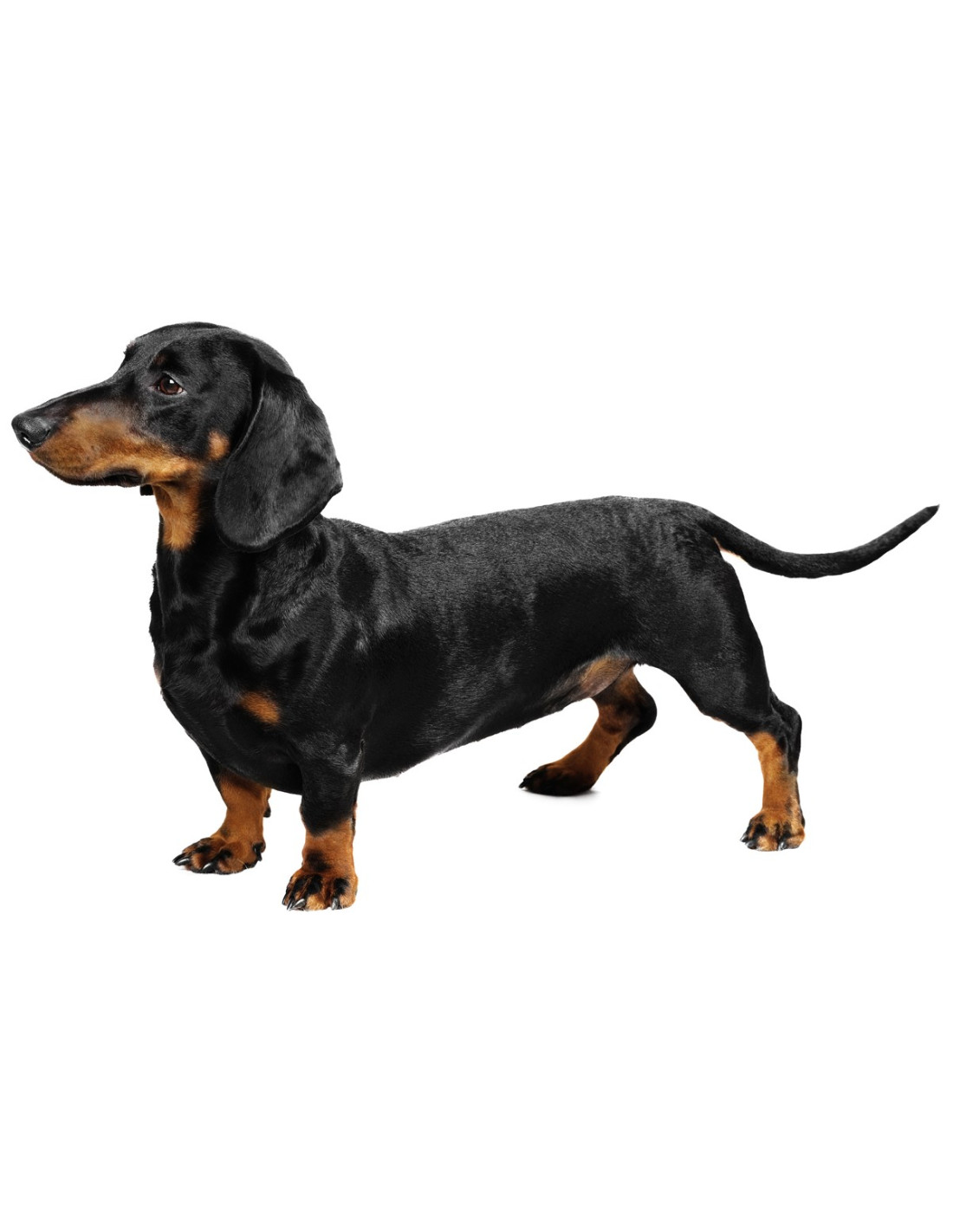 dachshund dog breeds