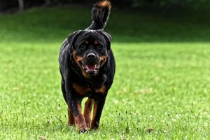 rottweiler most dangerous dog