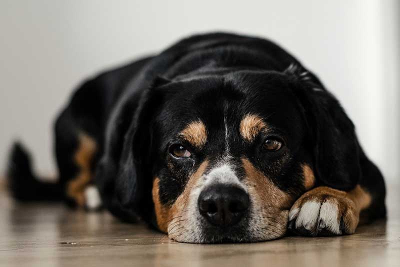 what is a home remedy for dog constipation