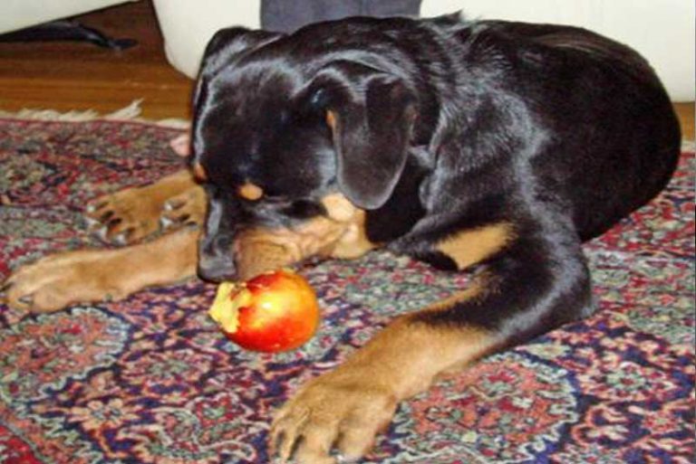 royal doulton rottweiler