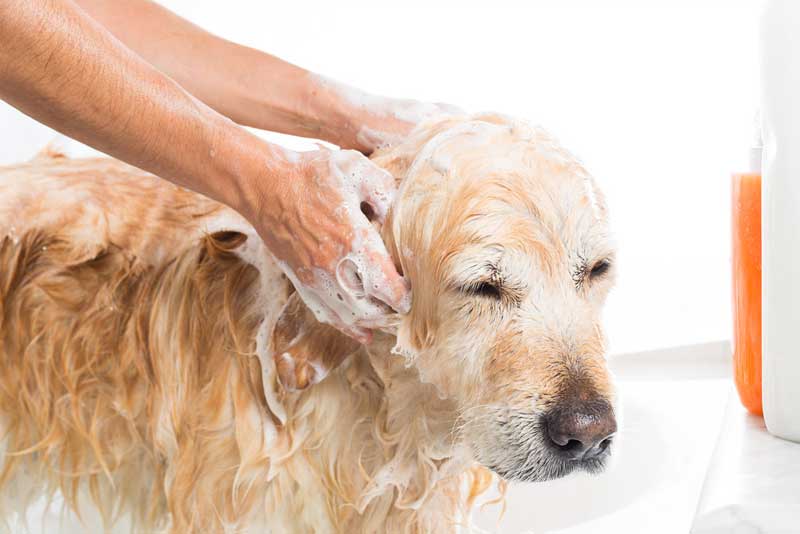 marshalls dog shampoo