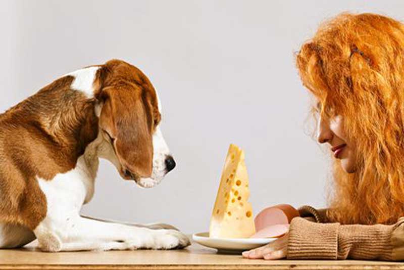 do dogs share food