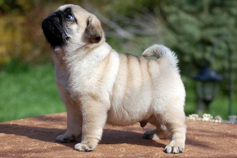 fur real dog pug