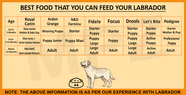 Best Food For Labrador | Marshalls Pet Zone