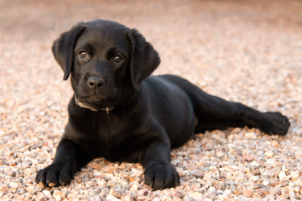 buy-sell-labrador-puppies-online-adopt-a-lab-dog-in-india