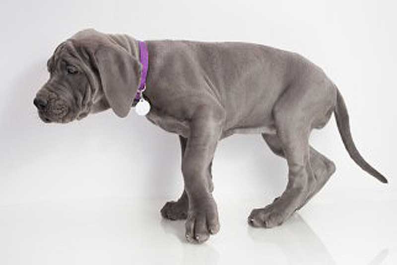 do mastiffs have hip problems