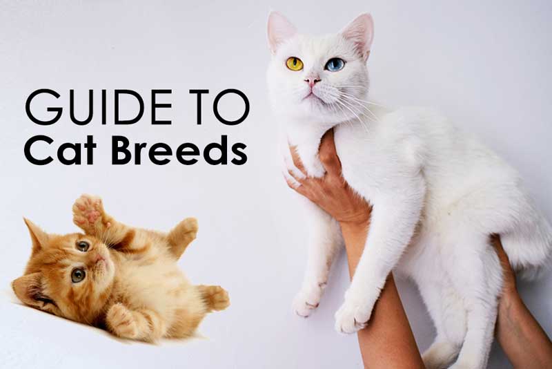 indian cat breed