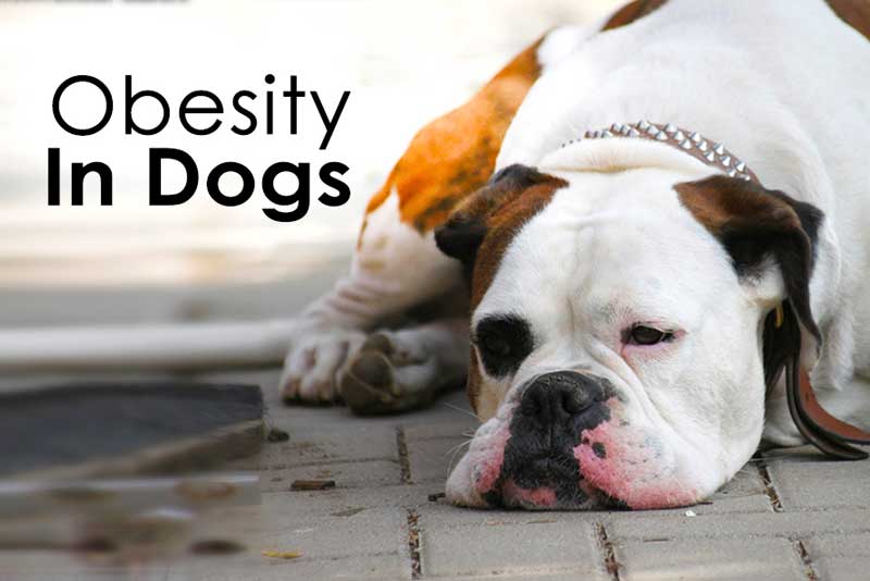 how is obesity in dogs treated