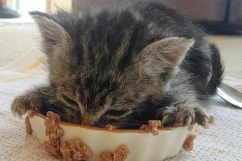 Royal Canin Baby Cat Instinctive Kitten Instinctive Cat Food Review Marshalls Pet Zone